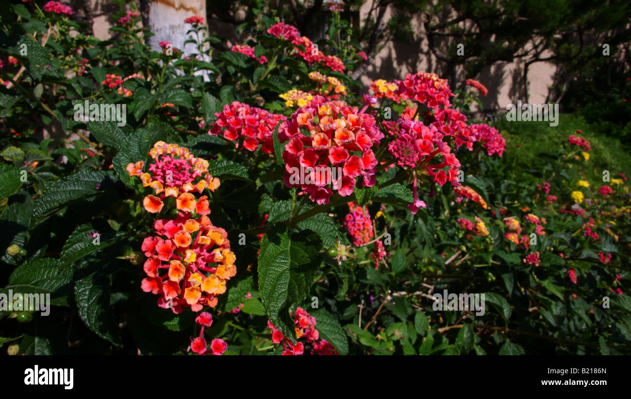 Lantana camara - drought tolerant plant ideal for xeriscaping Stock Photo