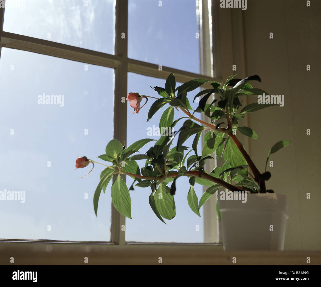 PHOTOSYNTHESIS PHOTOTROPISM IMPATIENS SP PLANT GROWS TOWARD SUNLIGHT STUDIO Stock Photo