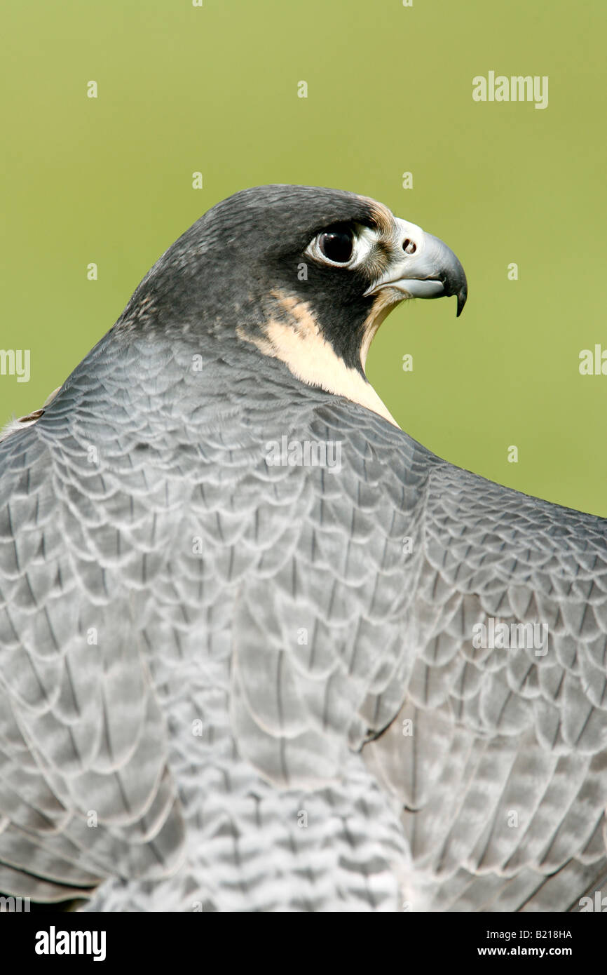 Peregrine Falcon Captive Vertical Stock Photo