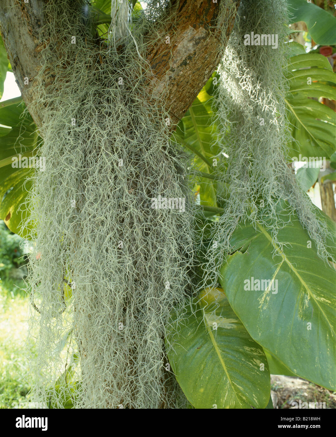 SPANISH MOSS FLORIDA MOSS LONG MOSS TILLANDSIA USNEOIDES FLORIDA Stock