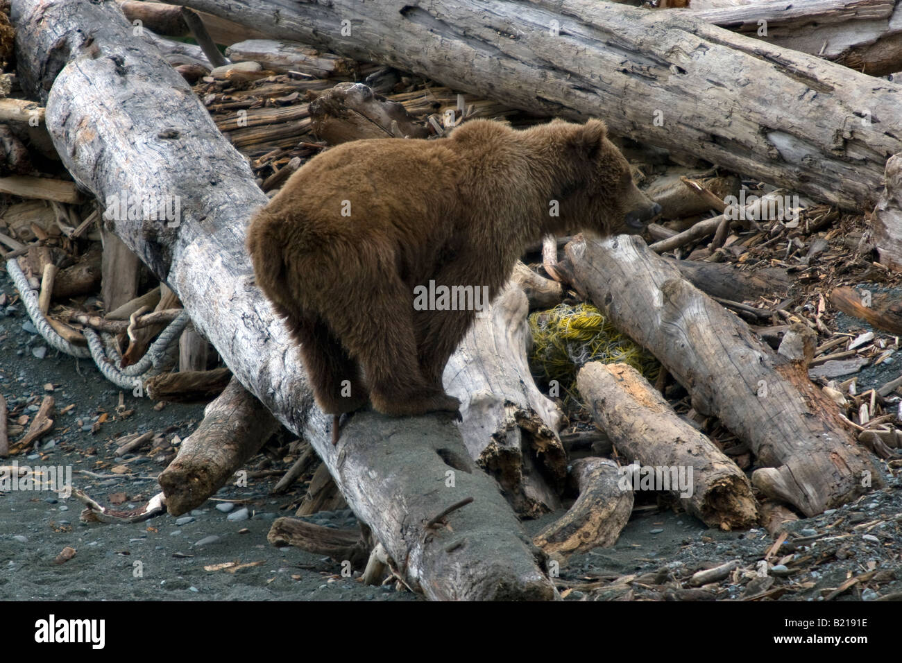 Coastal brown bear balancing on driftwood on the beach in Katmai National Park & Preserve Stock Photo