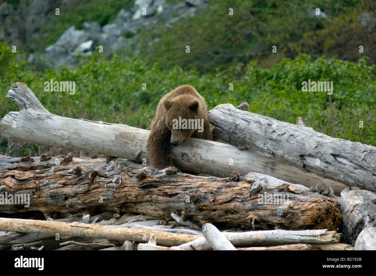 Coastal brown bear balancing on driftwood on the beach in Katmai National Park & Preserve, Alaska, United States, USA Stock Photo