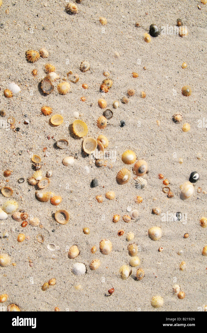 shells on a beach Stock Photo