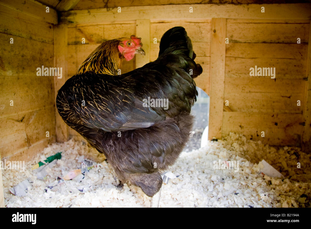A Black Rock hybrid chicken on wood shavings bedding inside a