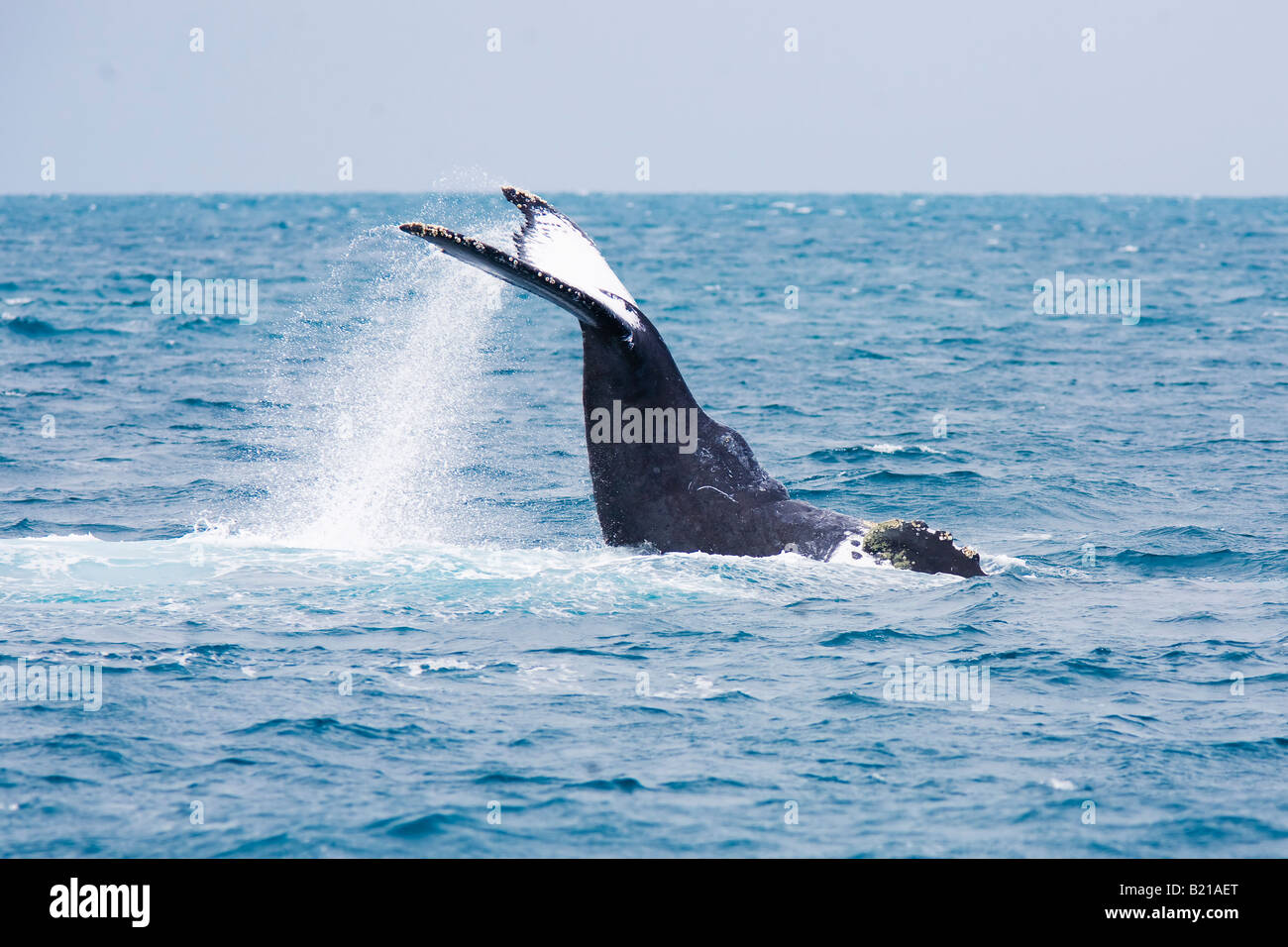 Humpback jubarte Whale of abrolhos islands in bahia state brazil Stock Photo