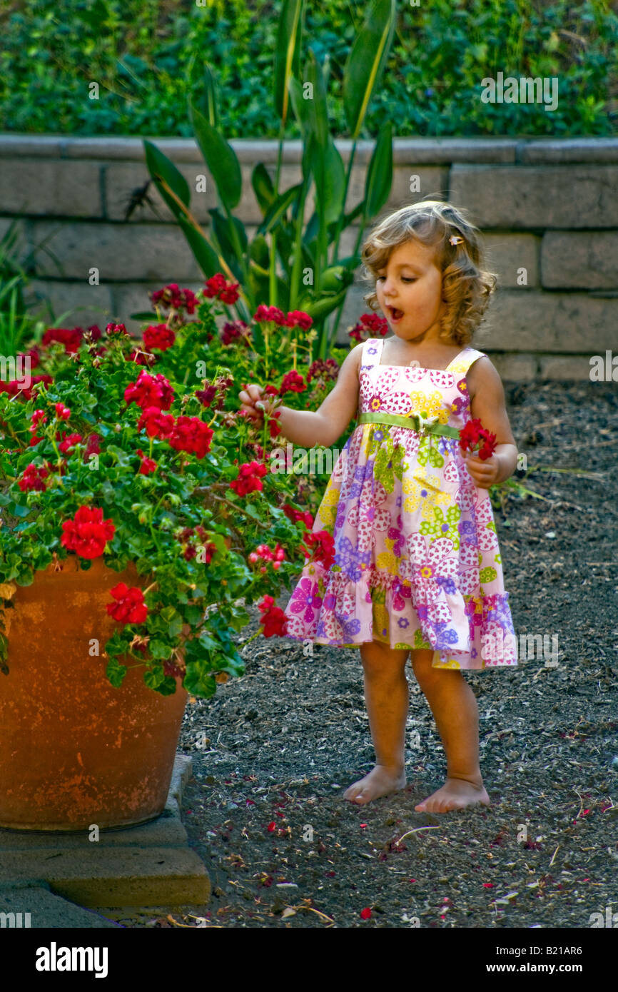 A two year old girl picks a geranium in the afternoon outdoors in Southern California Stock Photo