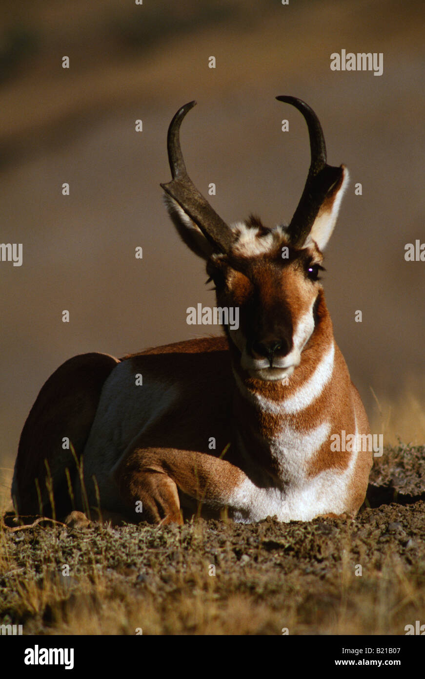 Pronghorn antelope (Antilocapra americana) lying on ground with sidelight Stock Photo