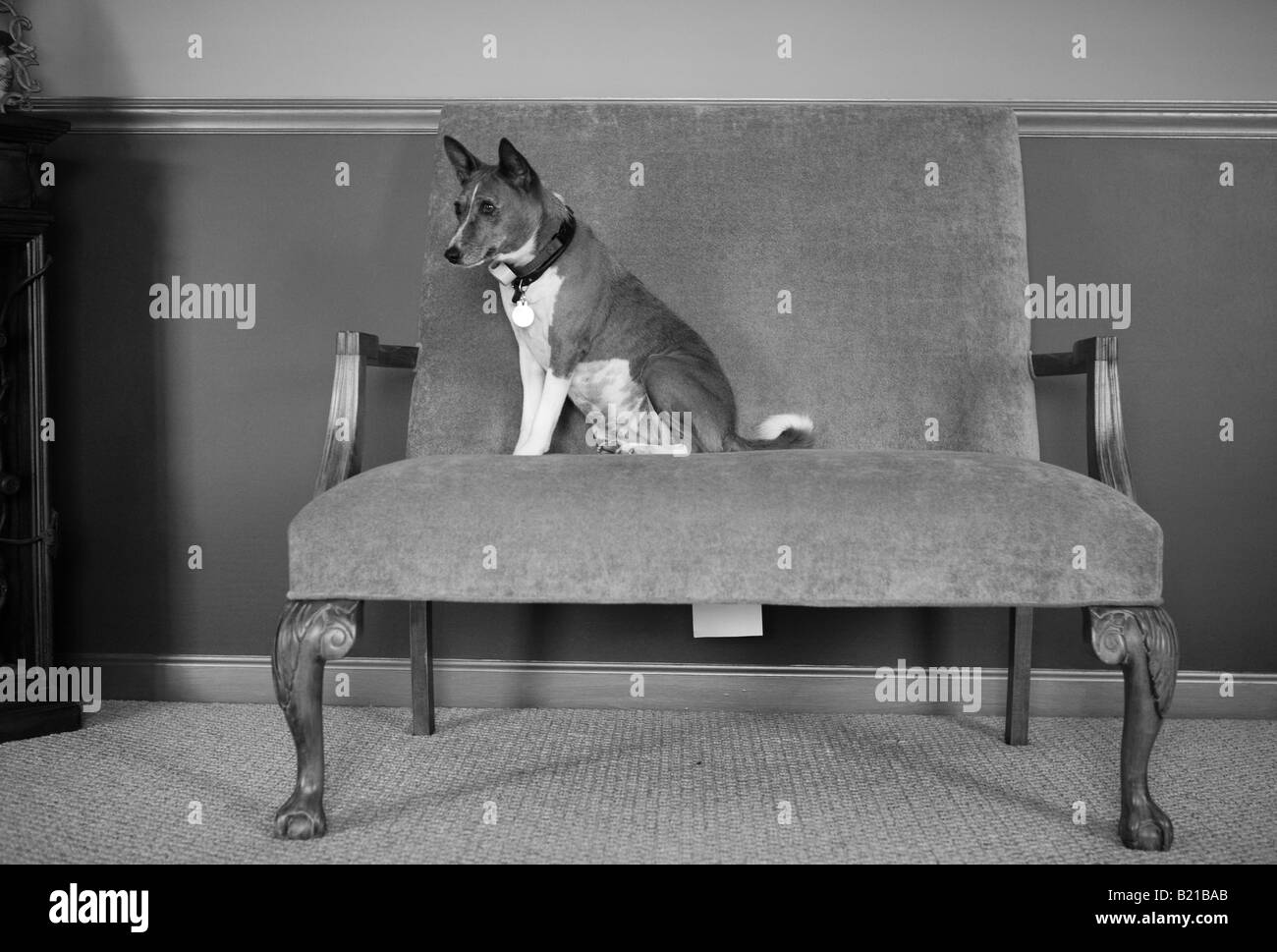 A dog sitting on the chair Stock Photo - Alamy