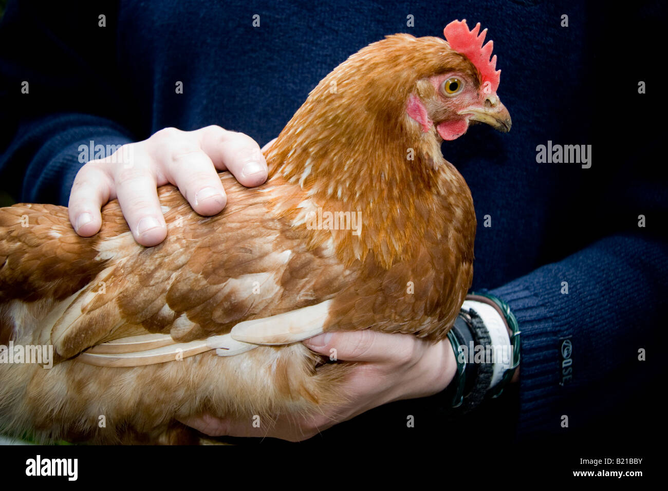 Bovans Goldline hybrid chicken being held by a Caucasian man in Suffolk