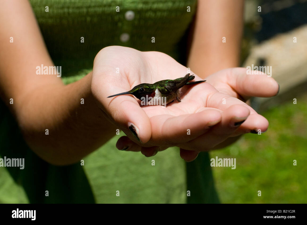 Female ruby throated hummingbird to be released after banding, USA. Stock Photo