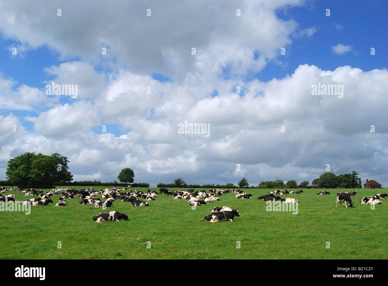 Friesian dairy cows in field, Hampshire, England, United Kingdom Stock Photo