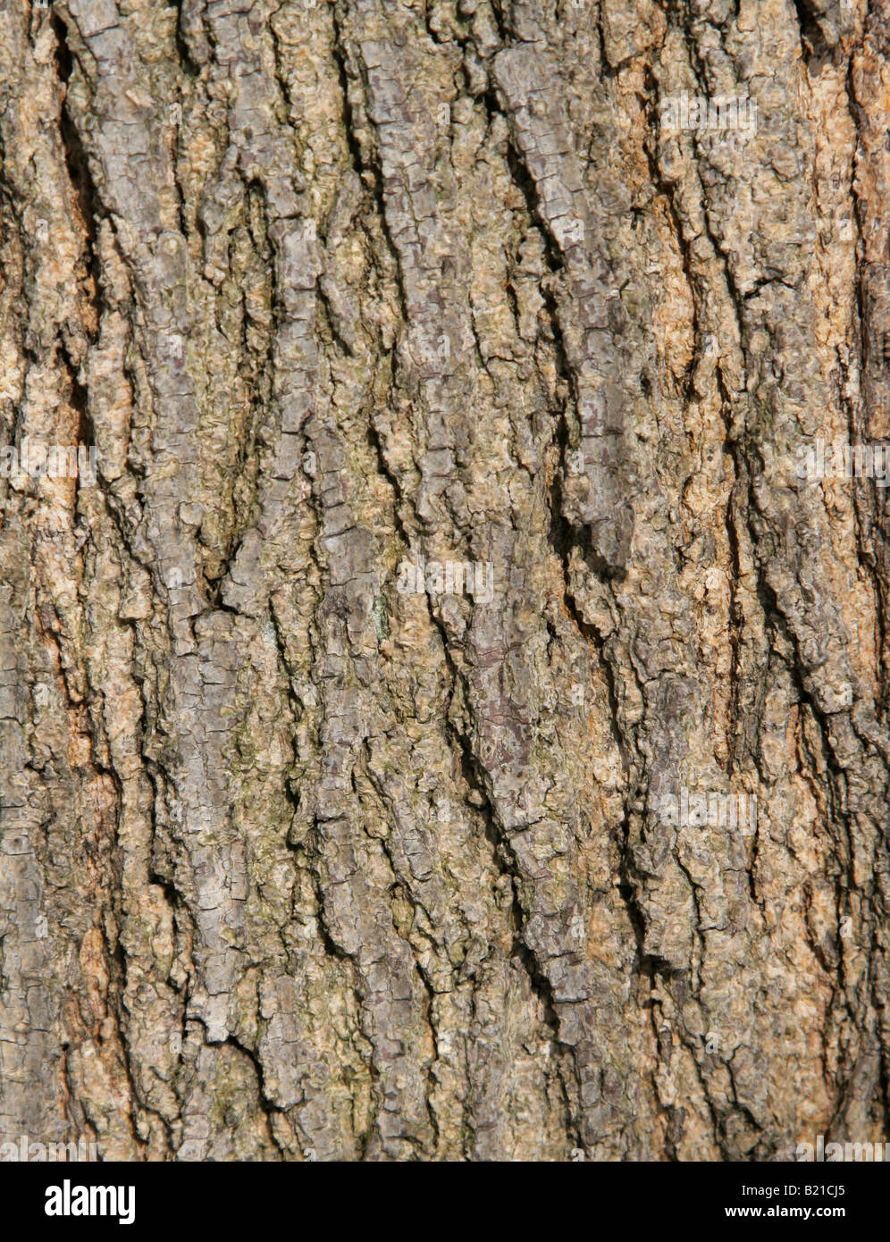 Rough Tree Bark Stock Photo