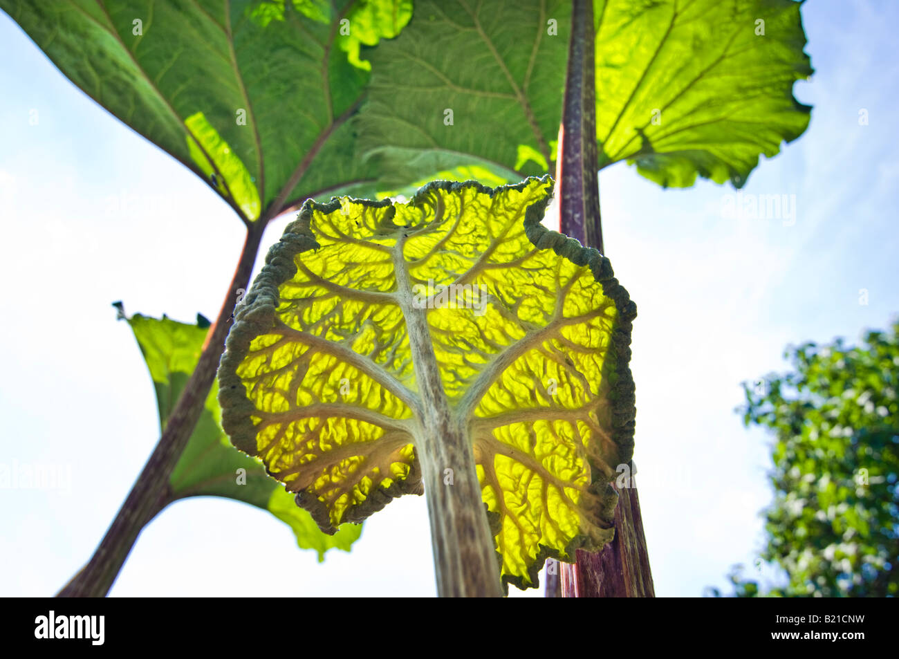 Butterbur  Sweet Coltsfoot PETASITES HYBRIDUS  Asteraceae  gemeine pestwurz view from below Asia and North America Stock Photo