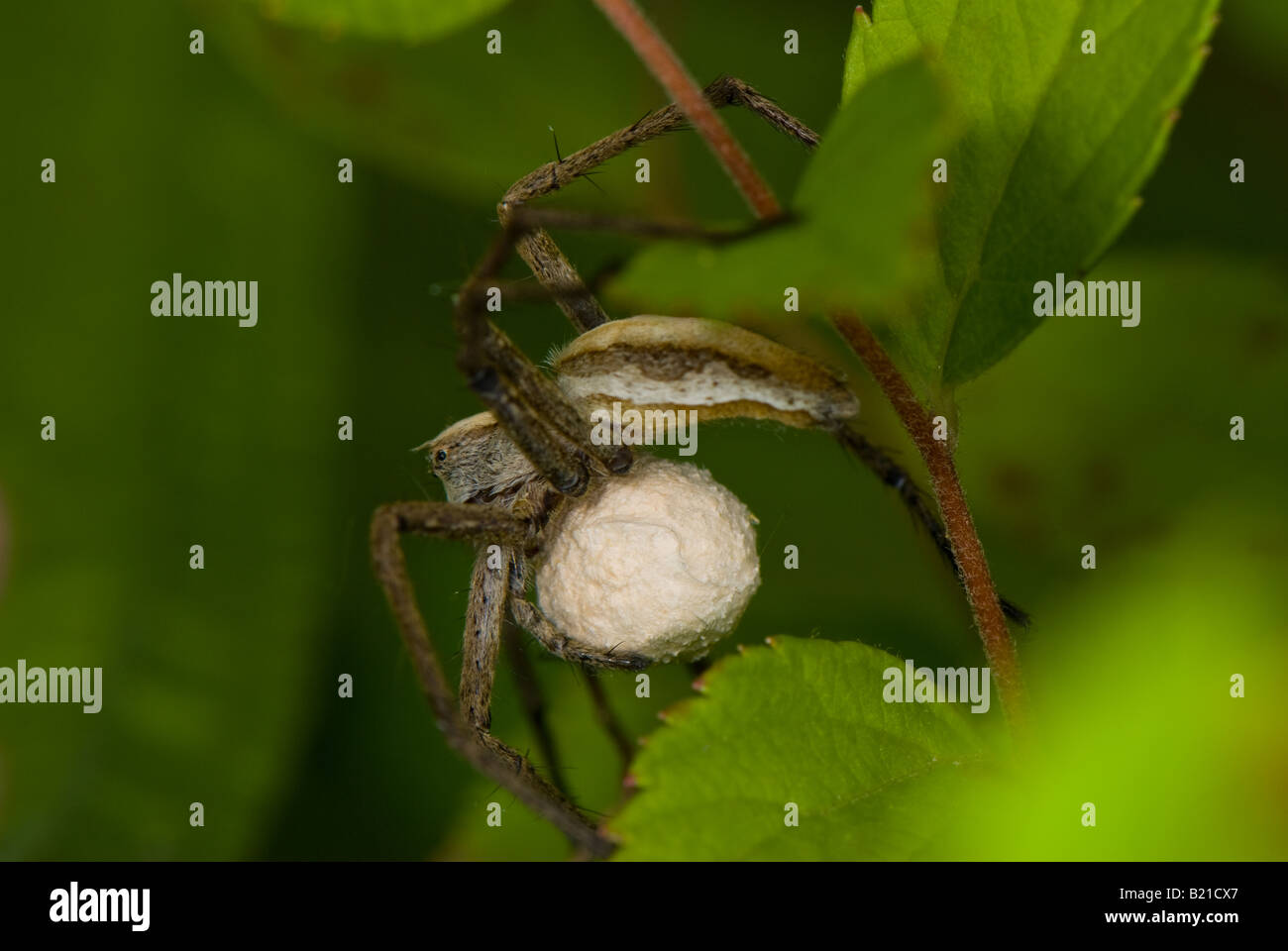 Closeup of a female Wolf Spider with egg sac Stock Photo Alamy