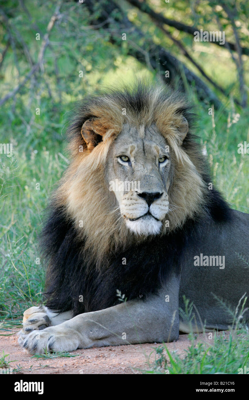Male African Lion Panthera leo Stock Photo