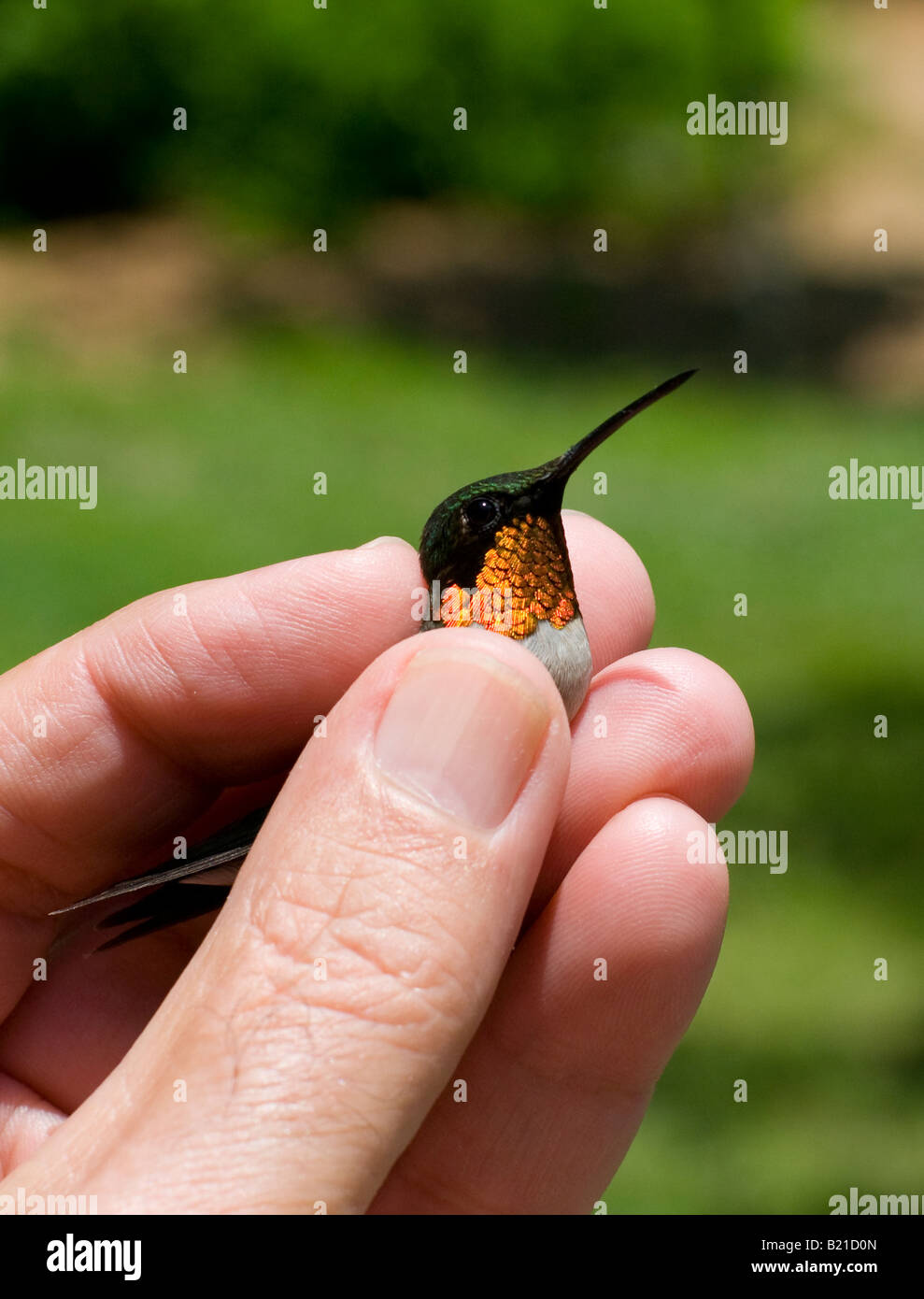 Male ruby throated hummingbird to be released after banding, USA. Stock Photo