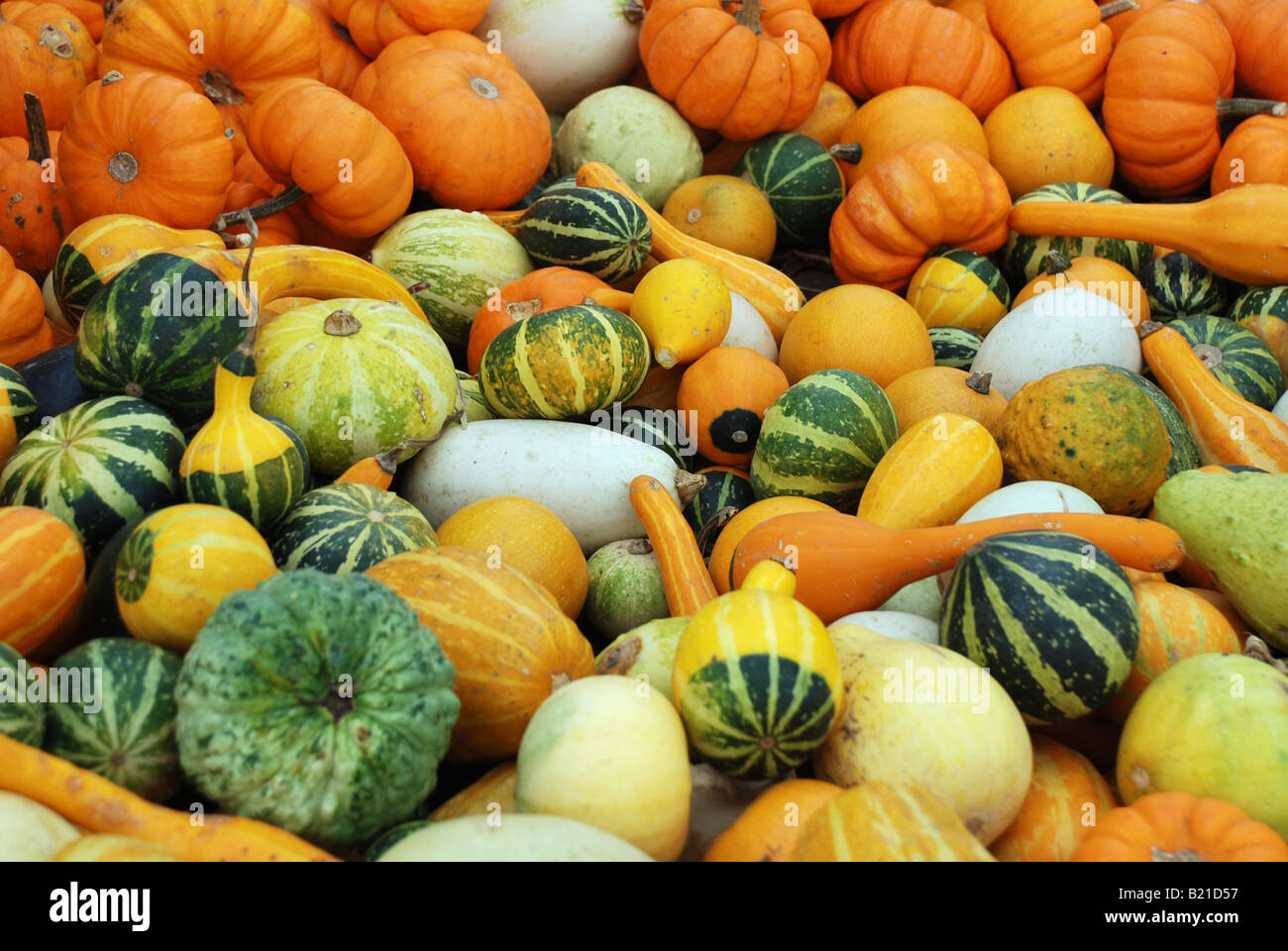 Pumpkins and squash - fall gourd background. Harvest time Stock Photo ...
