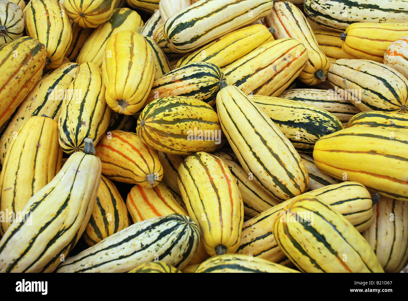 Delicata squash - Also called Sweet Potato Peanut squash and Bohemian squash Stock Photo