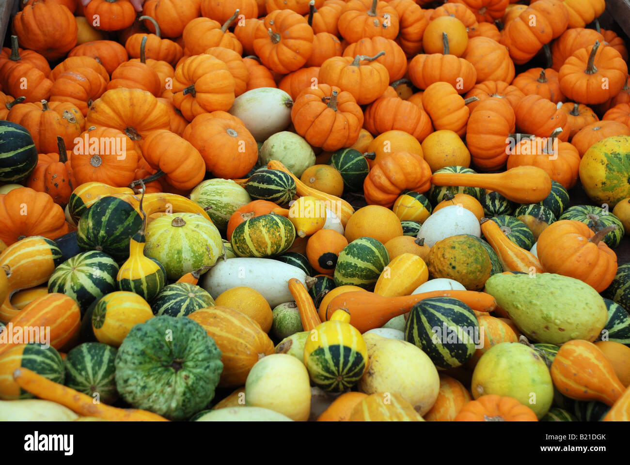 Pumpkins and squash fall gourd background. Harvest time Stock Photo