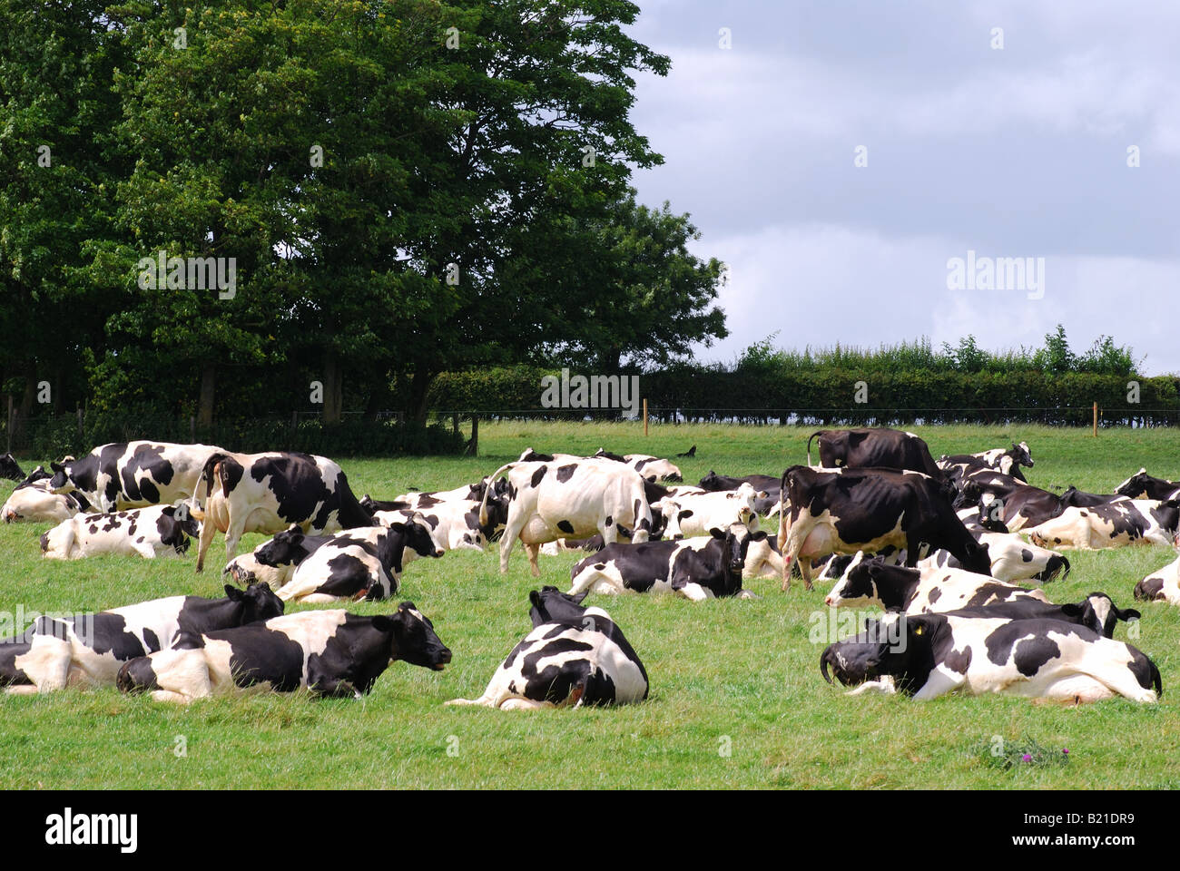 Friesian dairy cows in field, Hampshire, England, United Kingdom Stock Photo