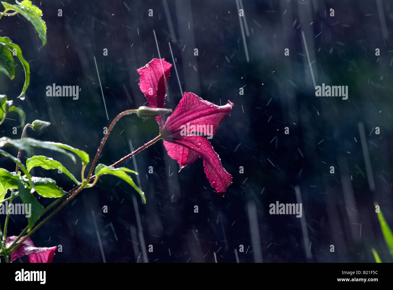 Summer rain shower hires stock photography and images Alamy