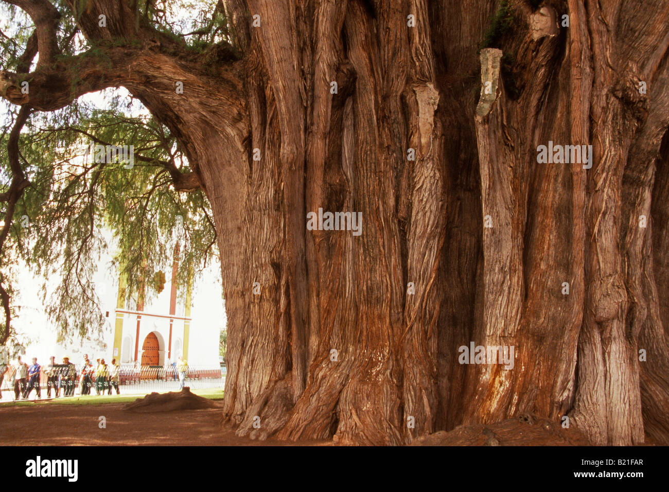 El Tule a Mexican cypress largest tree in Latin America Santa Maria Del Tule Oaxaca Mexico Stock Photo