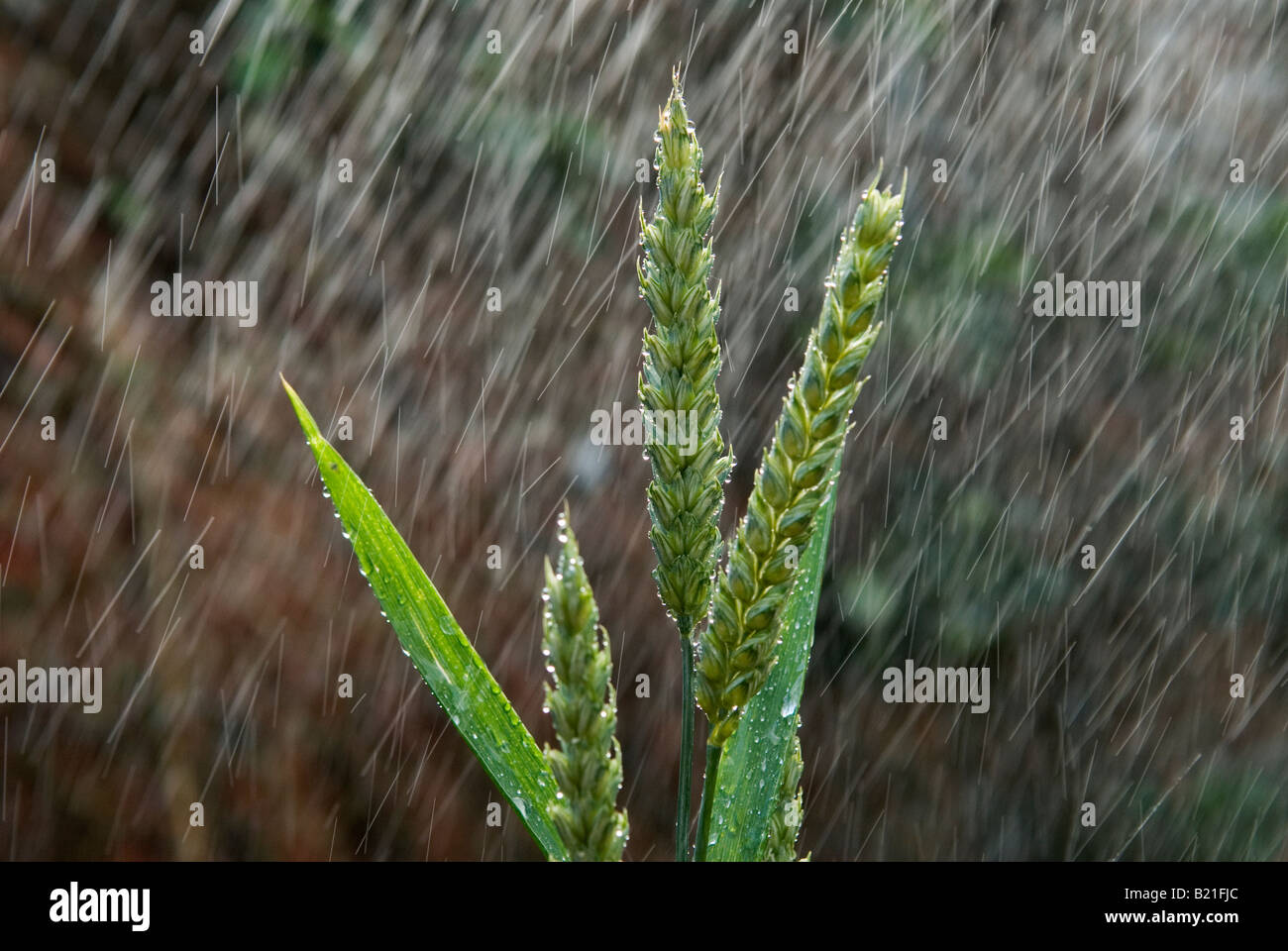 Wheat Ears of unripe wheat in a shower of rain Suffolk Britain UK 2008