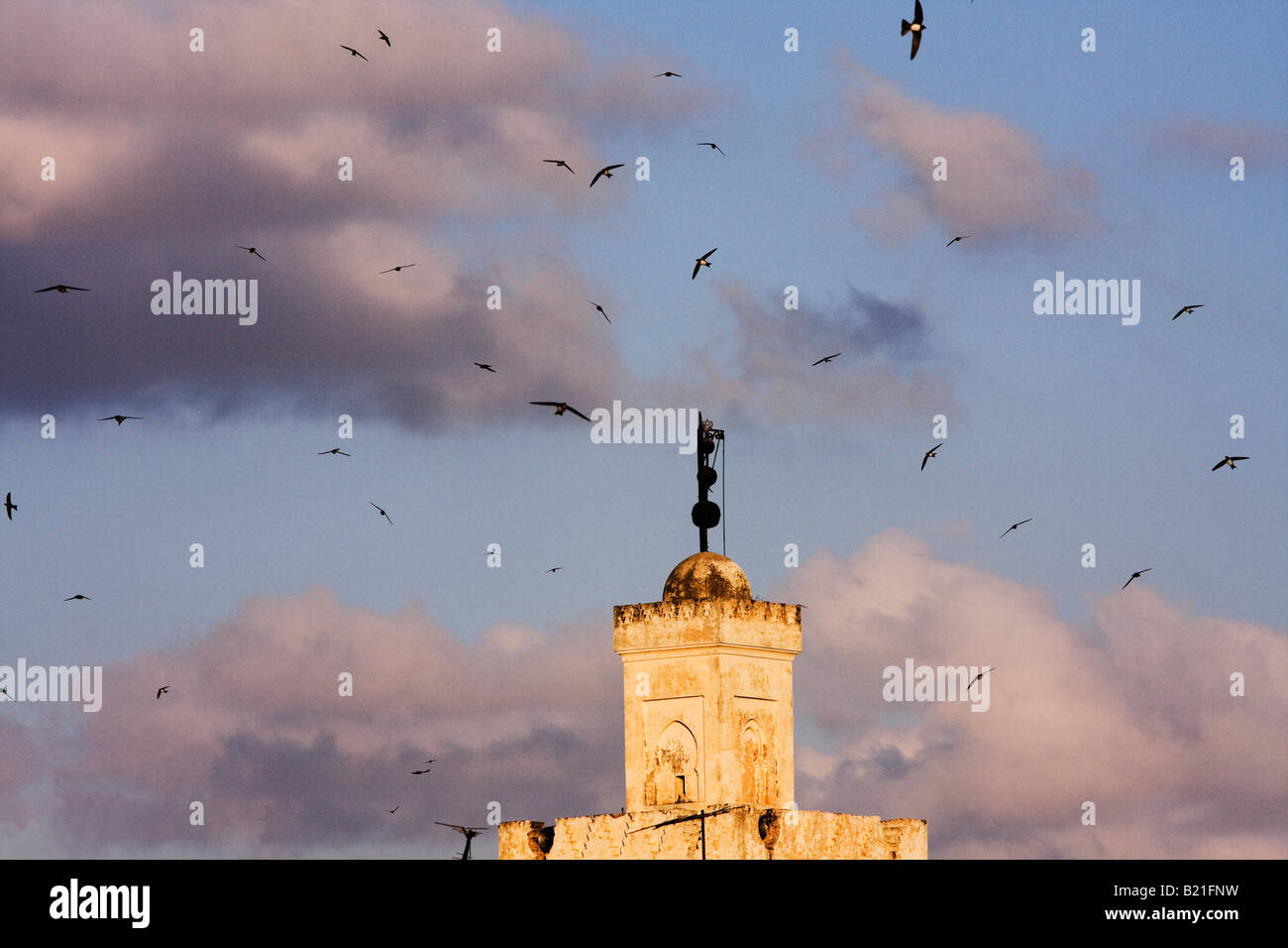 Fes swallows roosting in Place Boujeloud Stock Photo