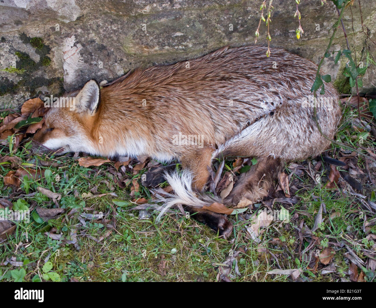 DEAD FOX IN GARDEN Stock Photo - Alamy