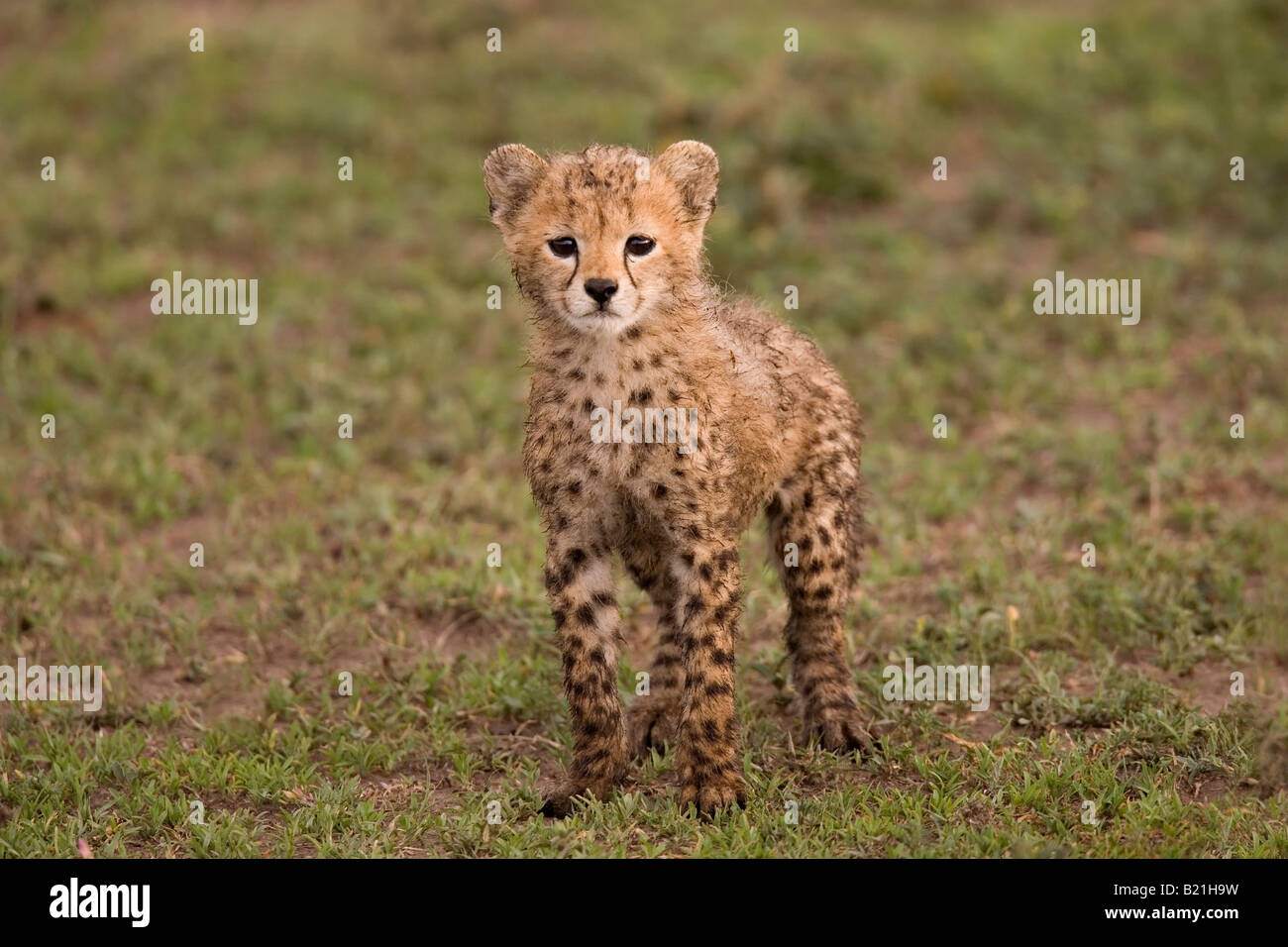 Cheetah cub Acinonyx jubatus Ndutu Serengeti Tanzania Stock Photo