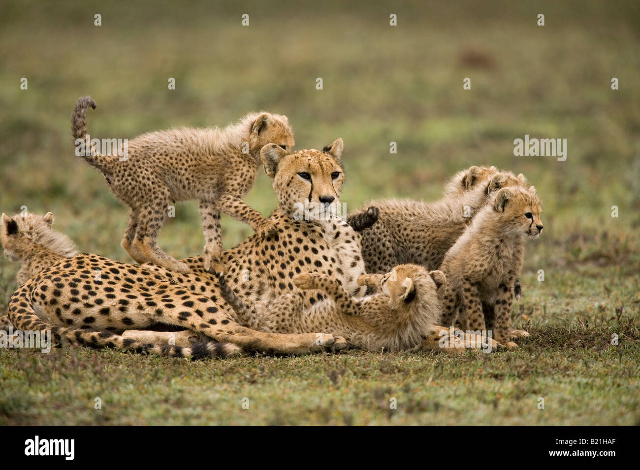 Female cheetah and cubs Acinonyx jubatus Ndutu Tanzania Stock Photo