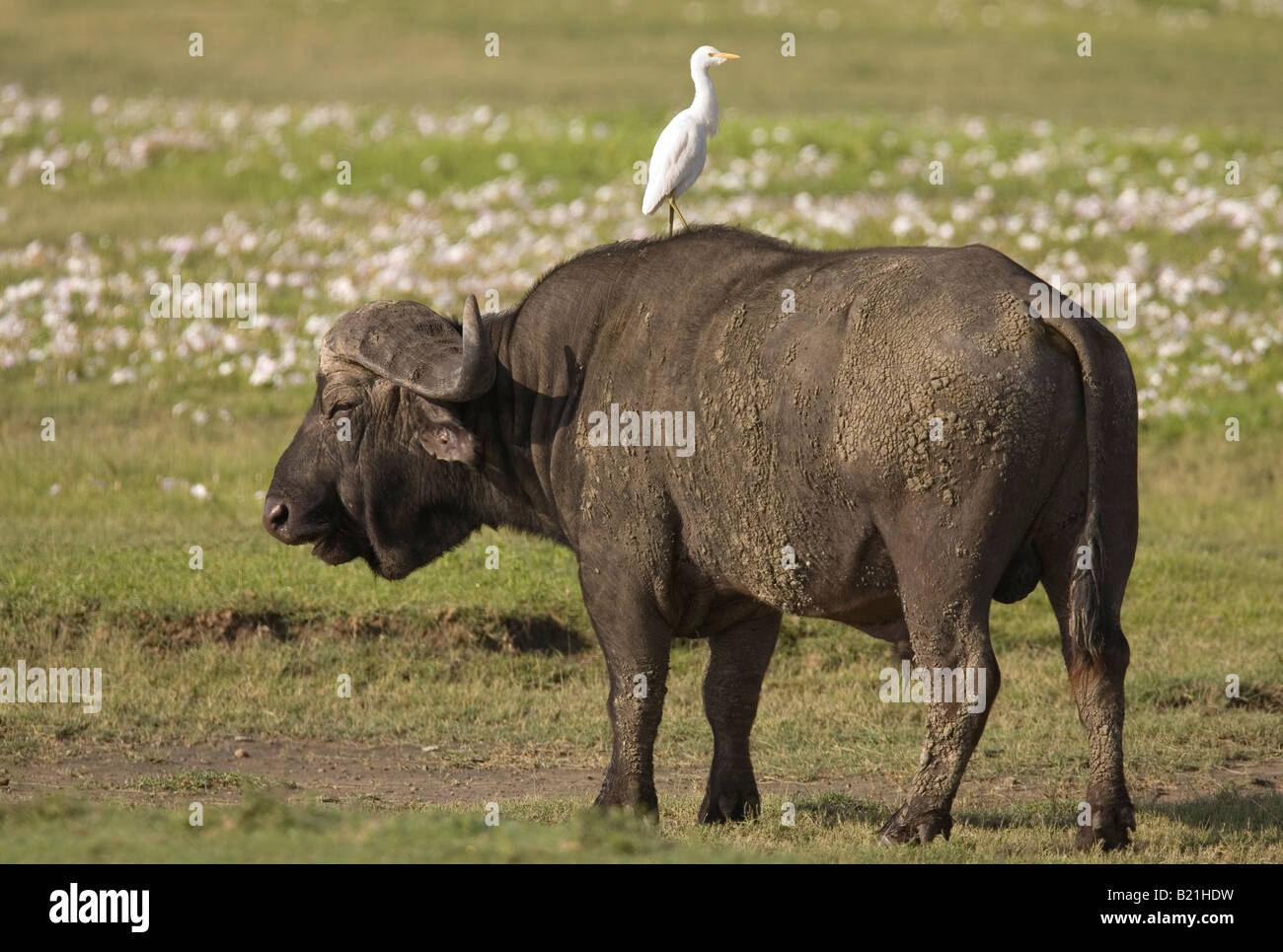 Cape Buffalo Syncerus caffer caffer and Egret Ngorongoro Crater Tanzania Stock Photo