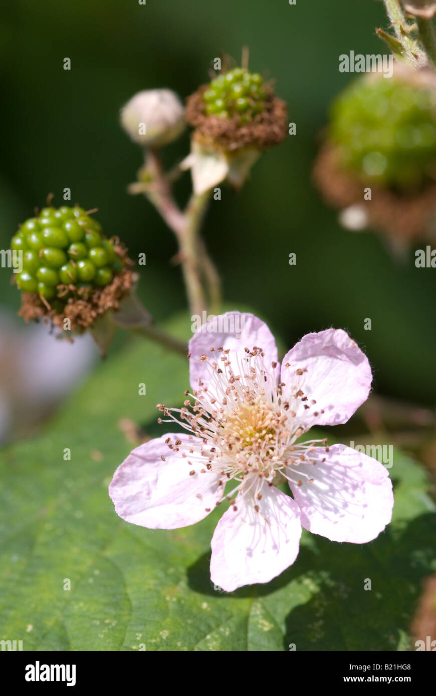 wild blackberry in with flower with unripe, green berry Stock Photo