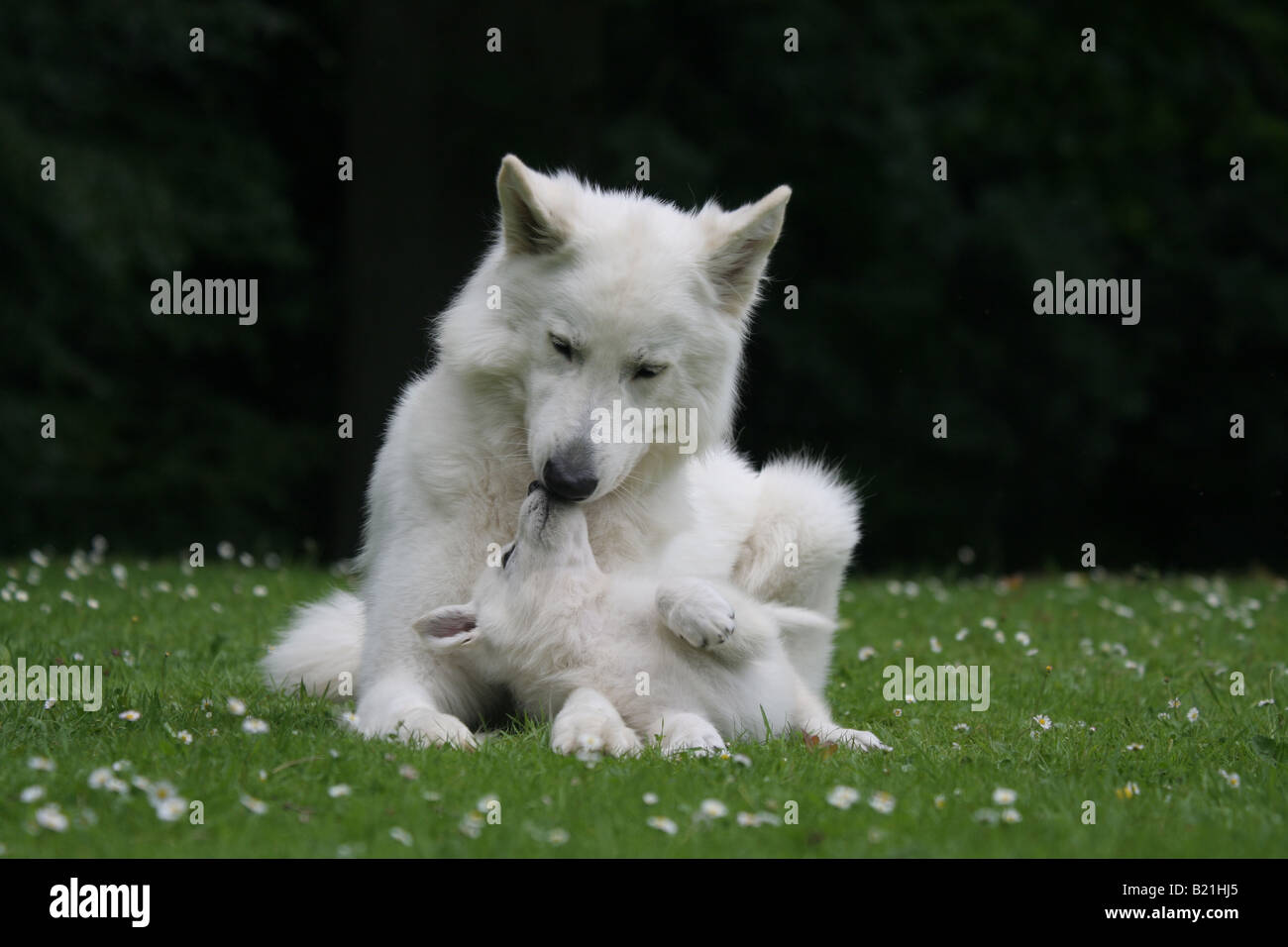 white,shepherd,playing,female,puppy,two dogs,dog,pet,field,play Stock Photo