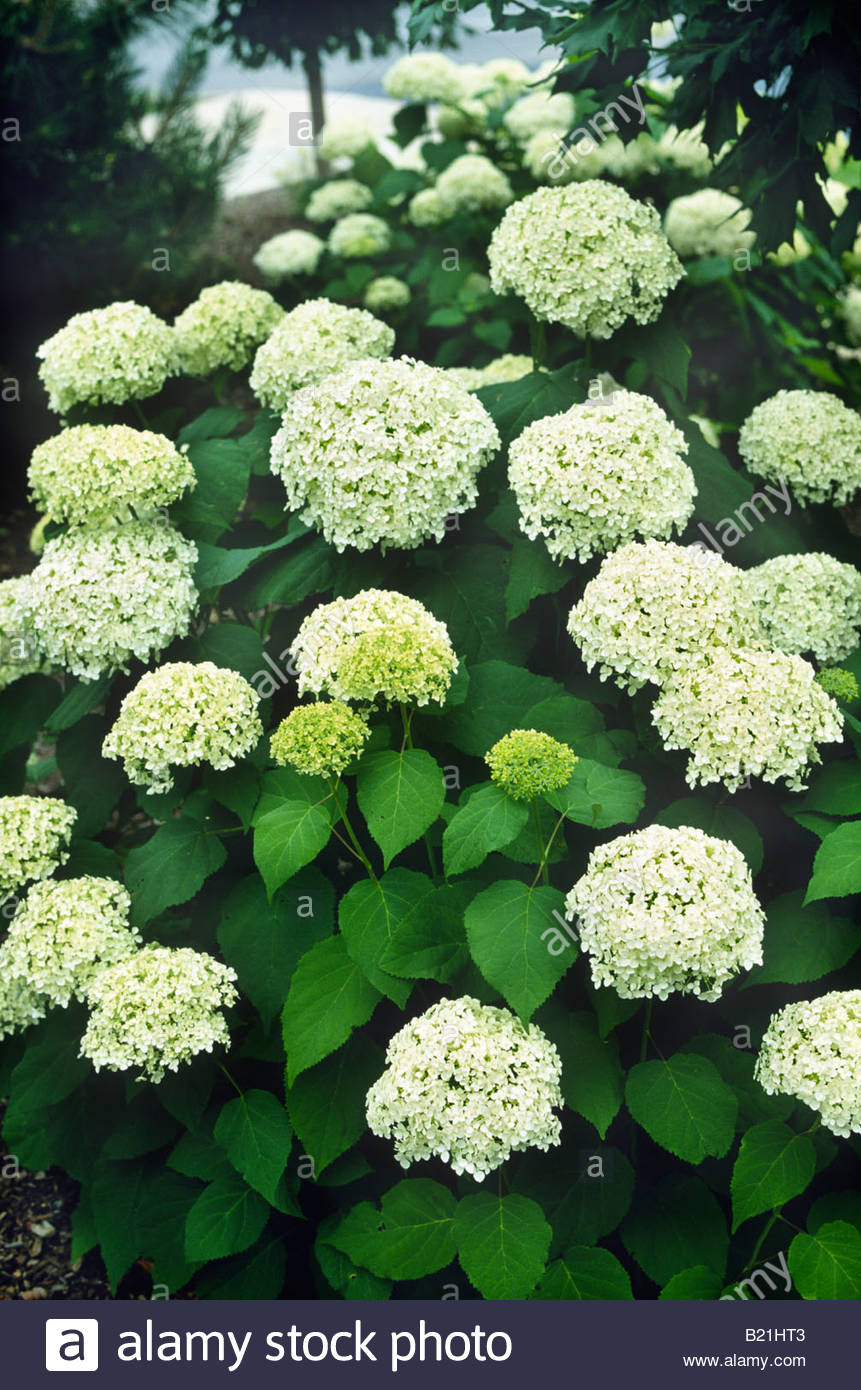 Pom Pom Bush Stock Photos & Pom Pom Bush Stock Images Alamy