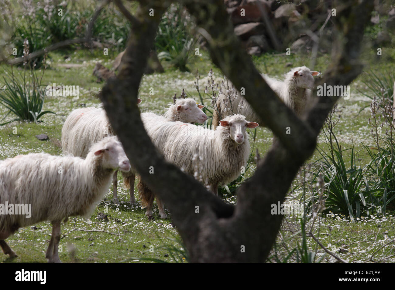Sheep on a flourishing meadow near olive tree, Sardinia, Italy. Stock Photo