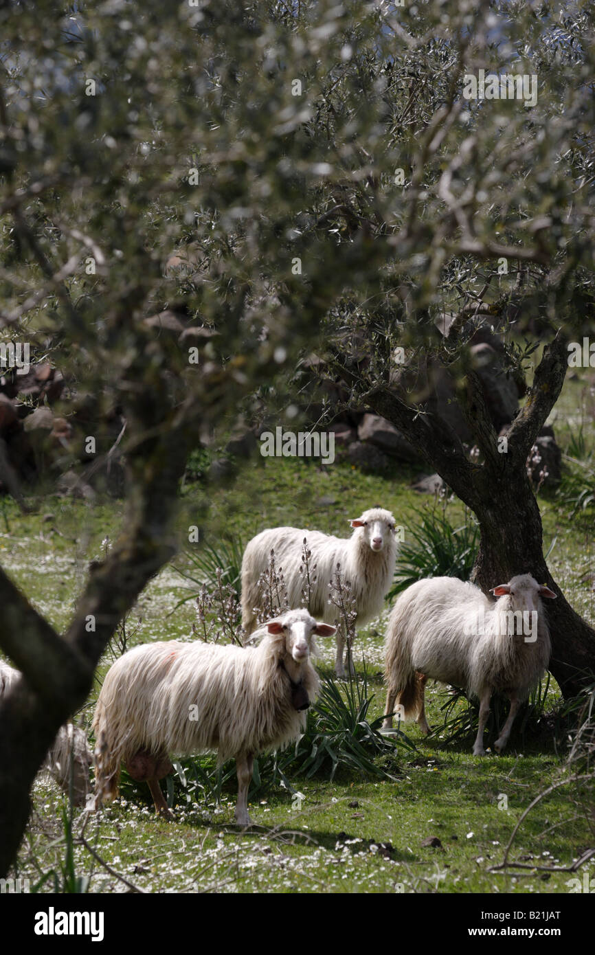 Sheep on a flourishing meadow near olive tree, Sardinia, Italy. Stock Photo