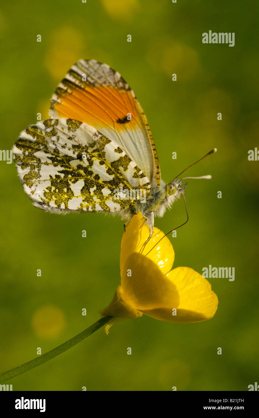 Butterfly on buttercup hires stock photography and images Alamy