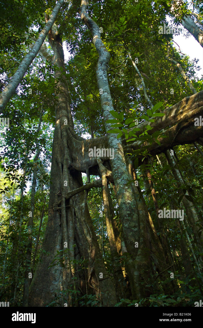 Giant strangler fig tree in Amazon rainforest, Brazil. Stock Photo