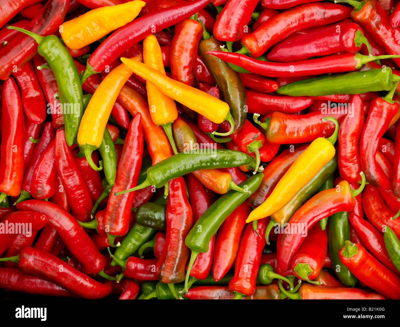 A tray of chillis at various stages of ripening Stock Photo