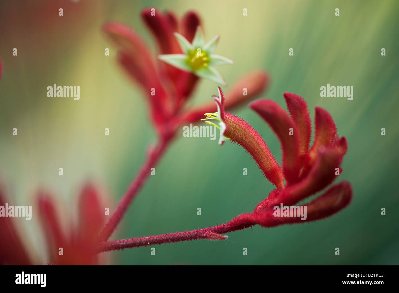 Kangaroo paw flowers hires stock photography and images Alamy
