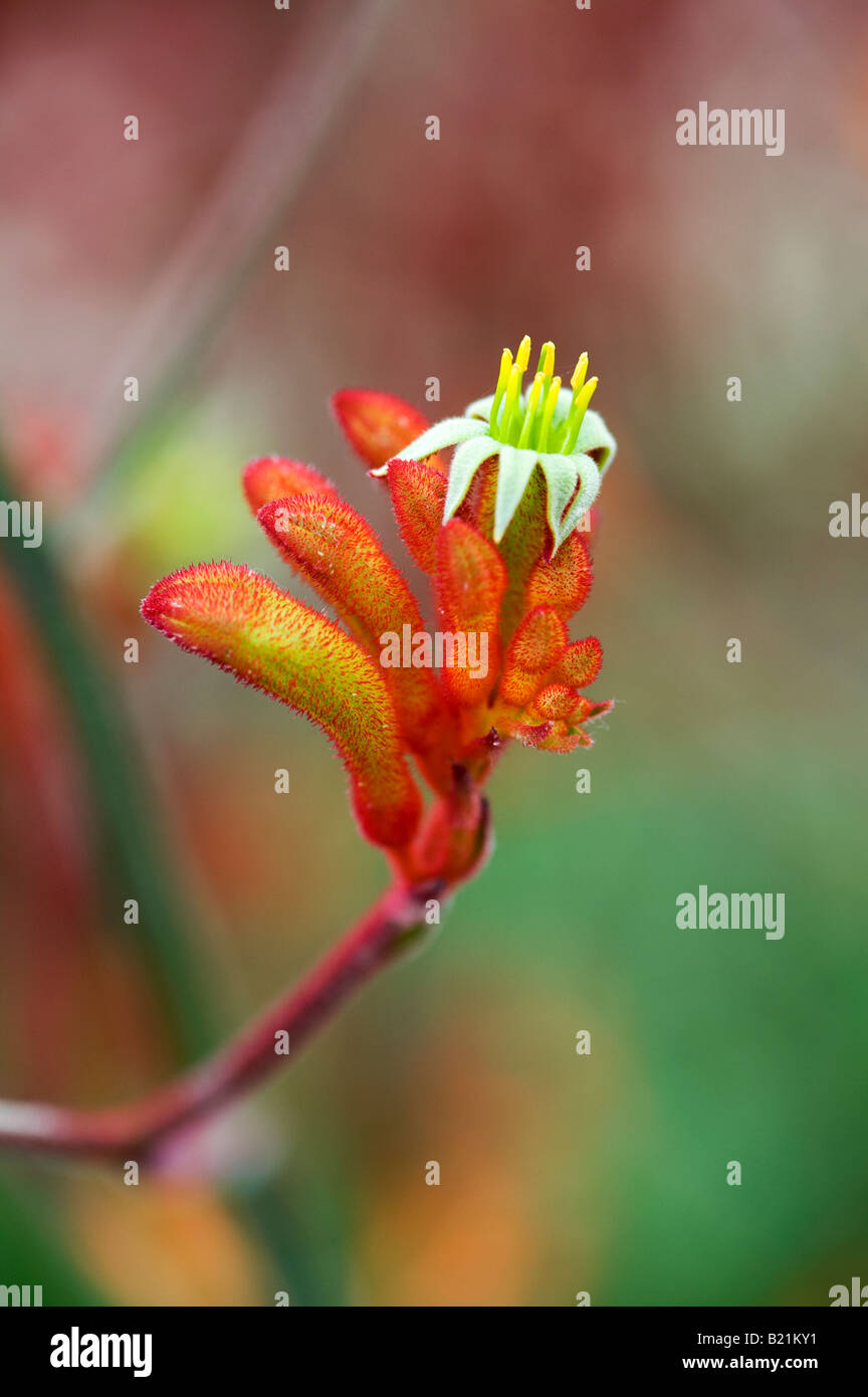 Anigozanthos 'Amber Velvet'. Kangaroo paw flower Stock Photo