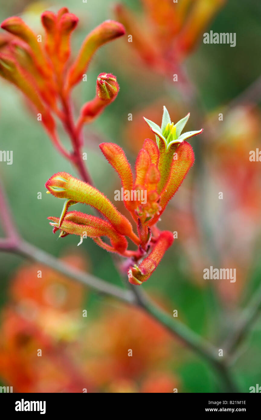 Anigozanthos 'Amber Velvet'. Kangaroo paw flower Stock Photo
