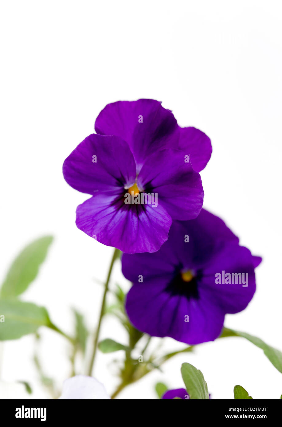 Dark purple Viola Pansies Stock Photo - Alamy