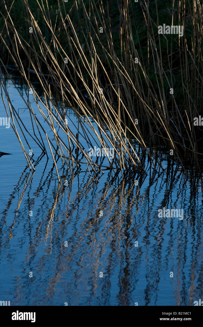 Water Reeds Dark Dark blue water hi-res stock photography and images - Alamy