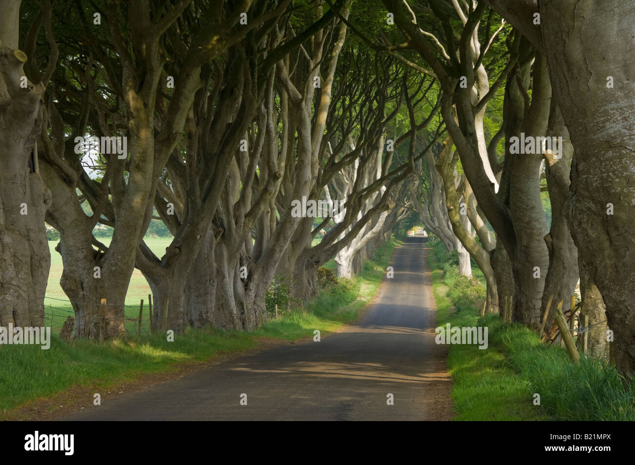 Tree lined road known as the Dark hedges near Stanocum County Antrim Northern Ireland GB UK EU Europe Stock Photo