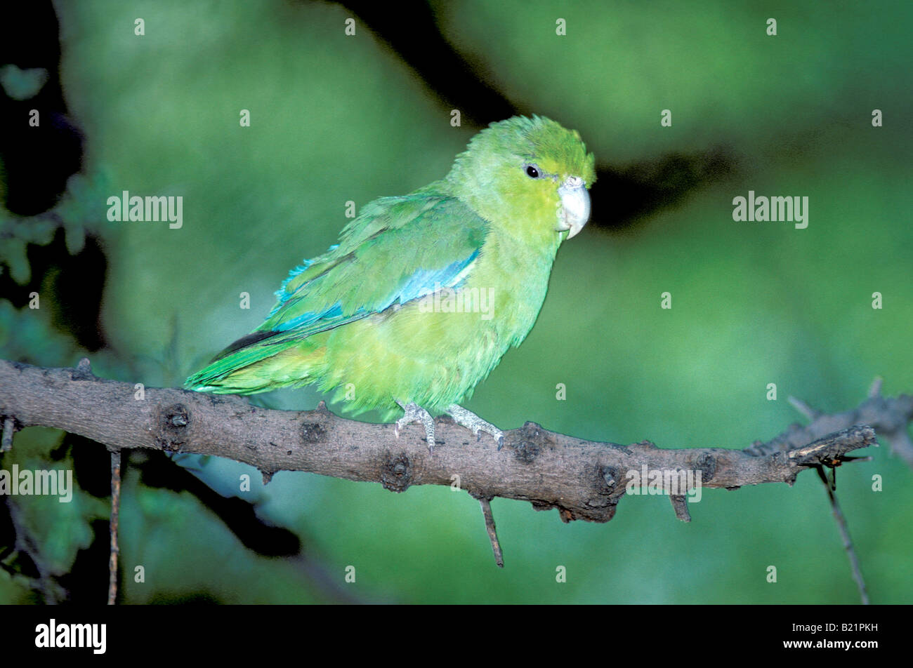 Mexican Parrotlet Forpus cyanopygius Stock Photo Alamy