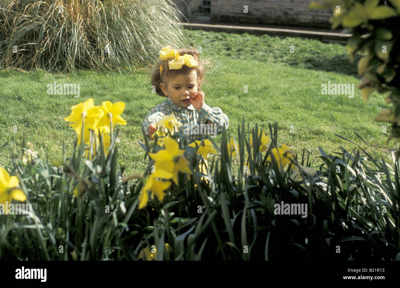 little girl toddler playing among daffodils Stock Photo