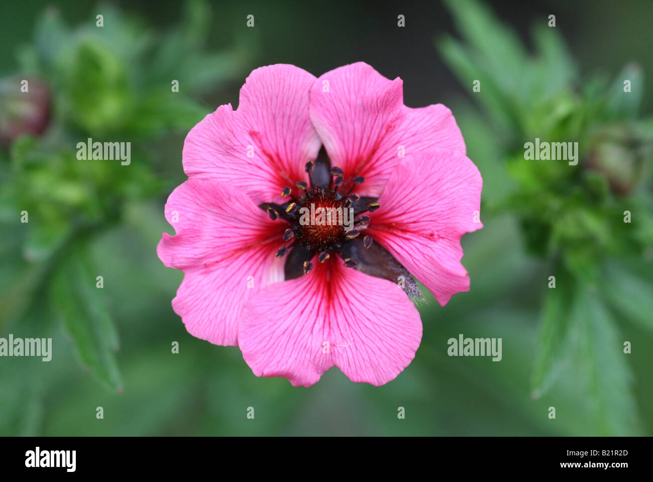 A close up of a Potentilla flower Stock Photo
