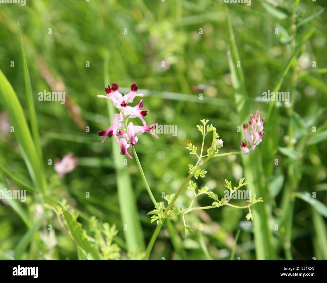 A flower stem of a Fumitory (Fumaria) of the family Fumariaceae Stock Photo